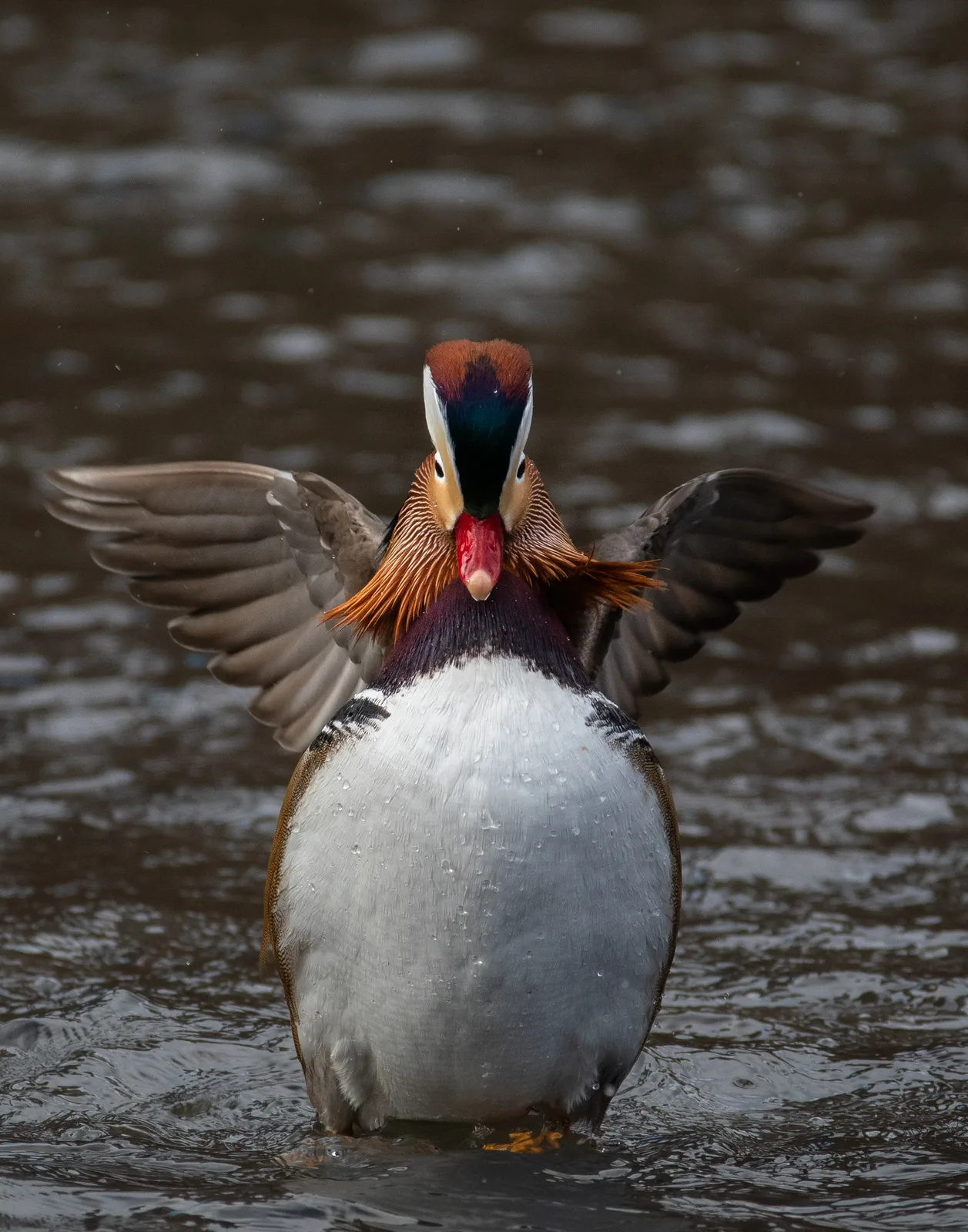 The Hot Duck, 2018 — Central Park