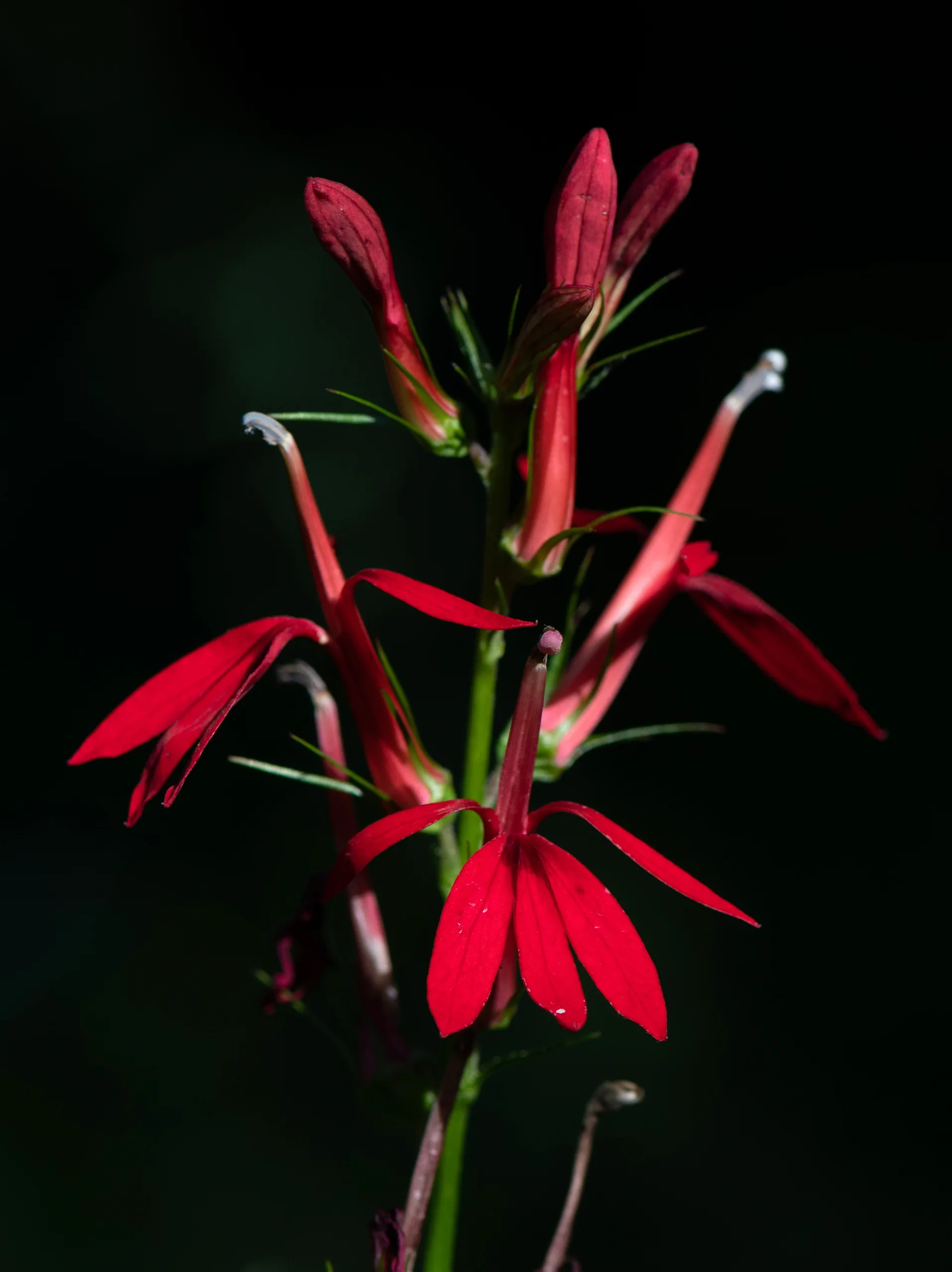 cardinal flower 2