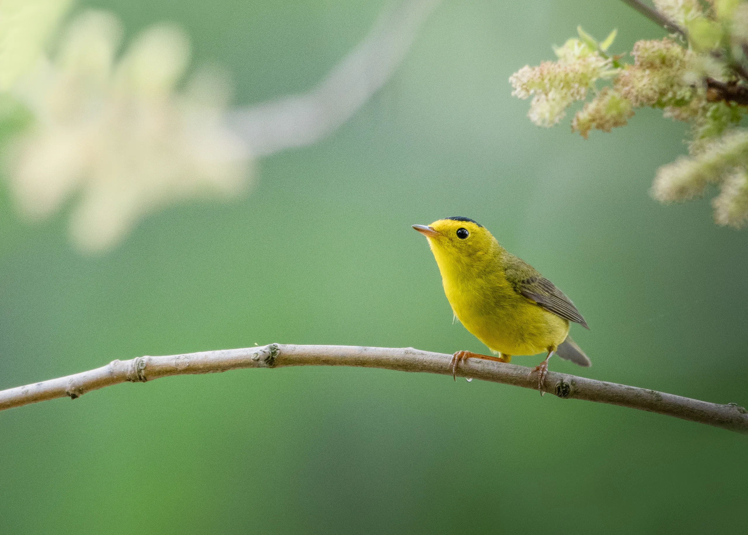 Wildlife
