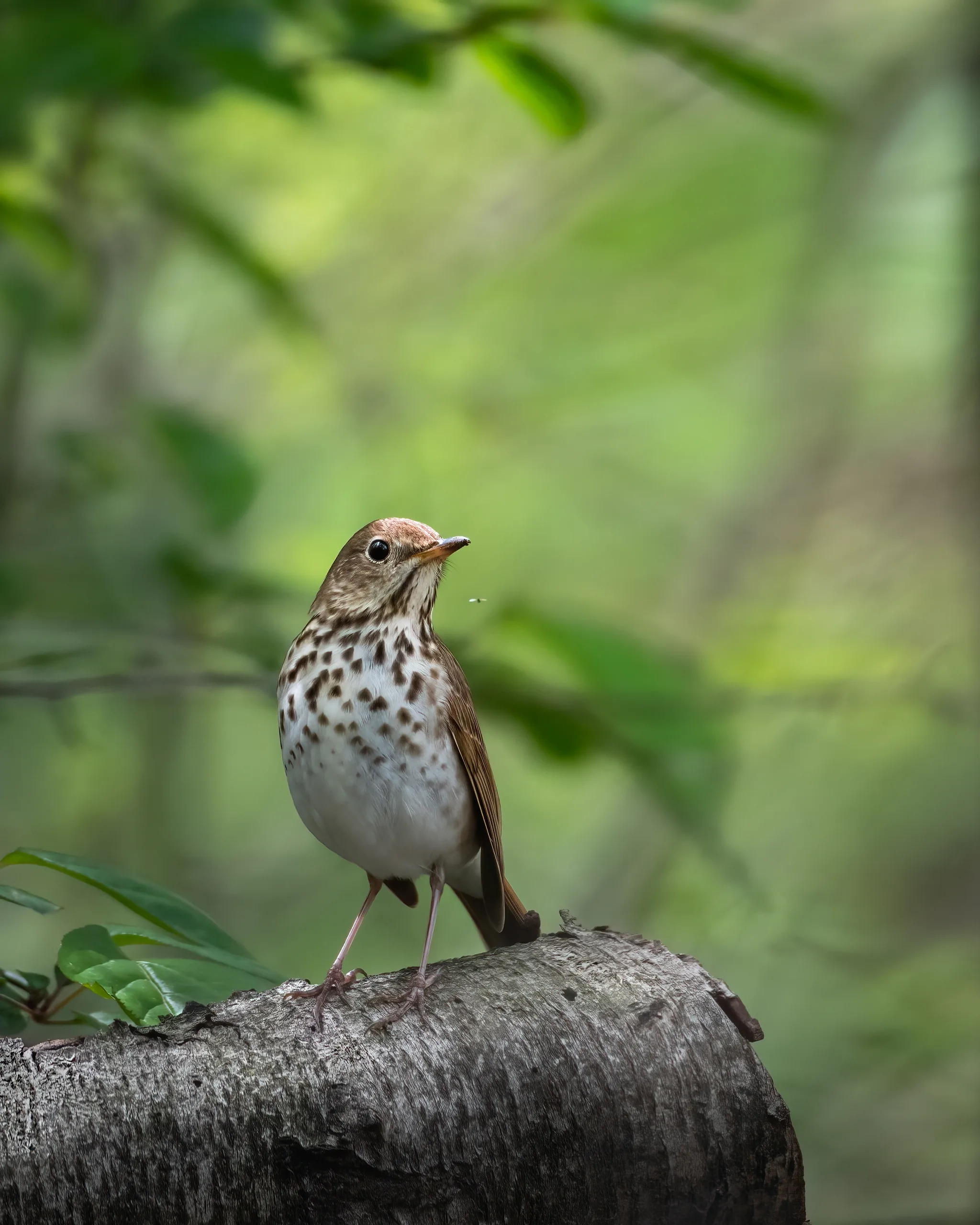 thrush in central park