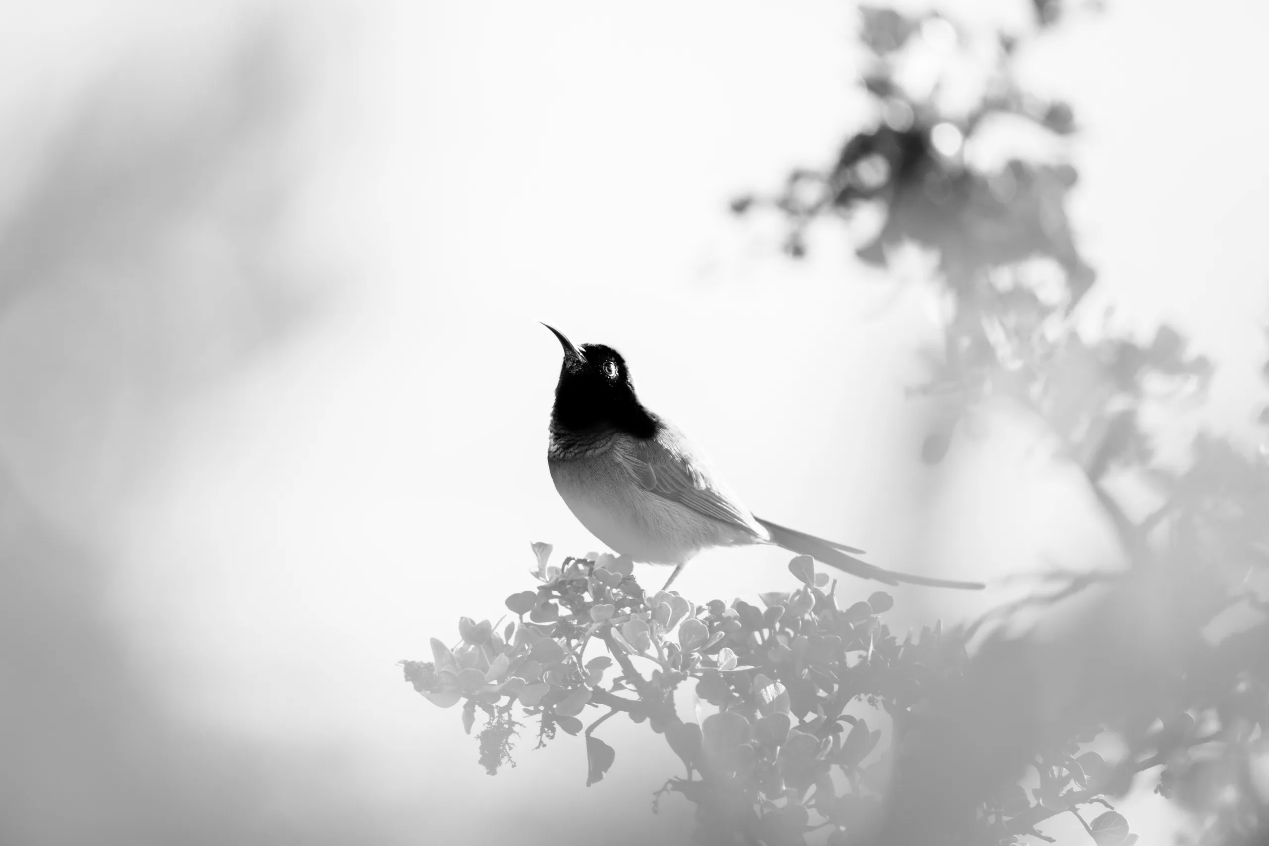 sunbird in the cape bnw